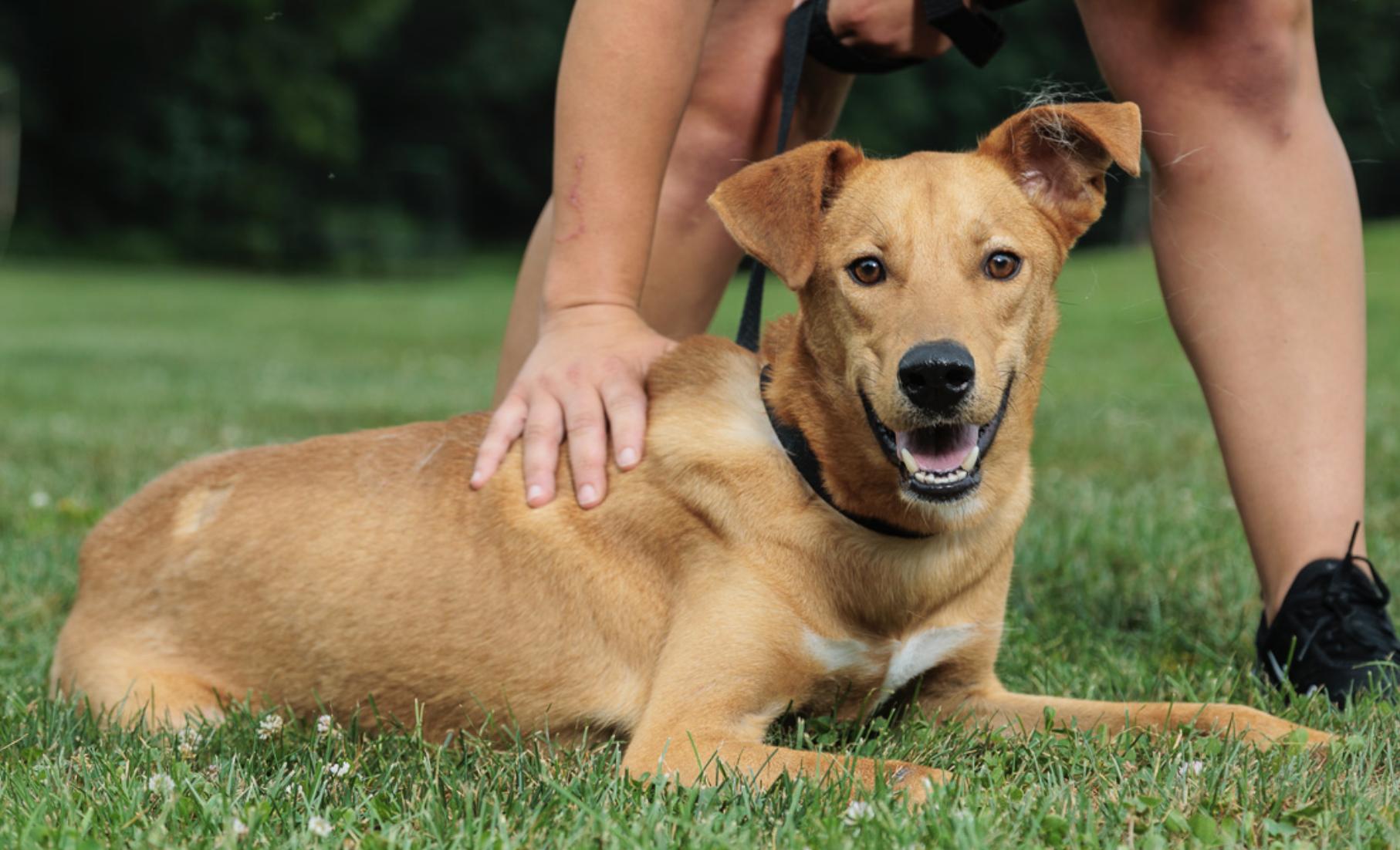 Scout, Adoptable, Young Male Labrador Retriever.