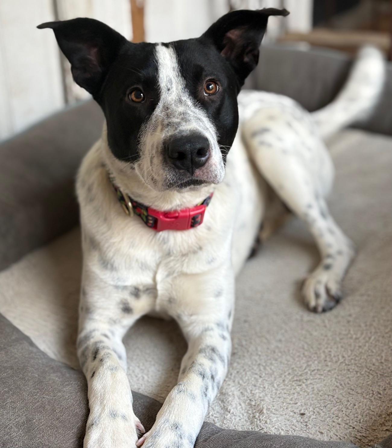 Patter, ADOPTABLE, Young Male English Pointer & Mixed Breed.