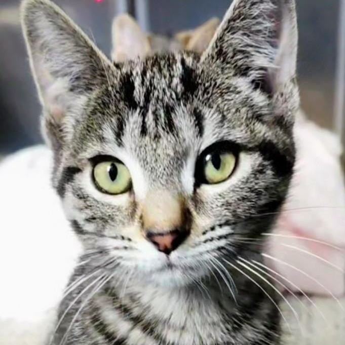 Autumn (f) & Gusty (m), a Adoptable Domestic Short Hair in Milwaukee, WI image 2/6