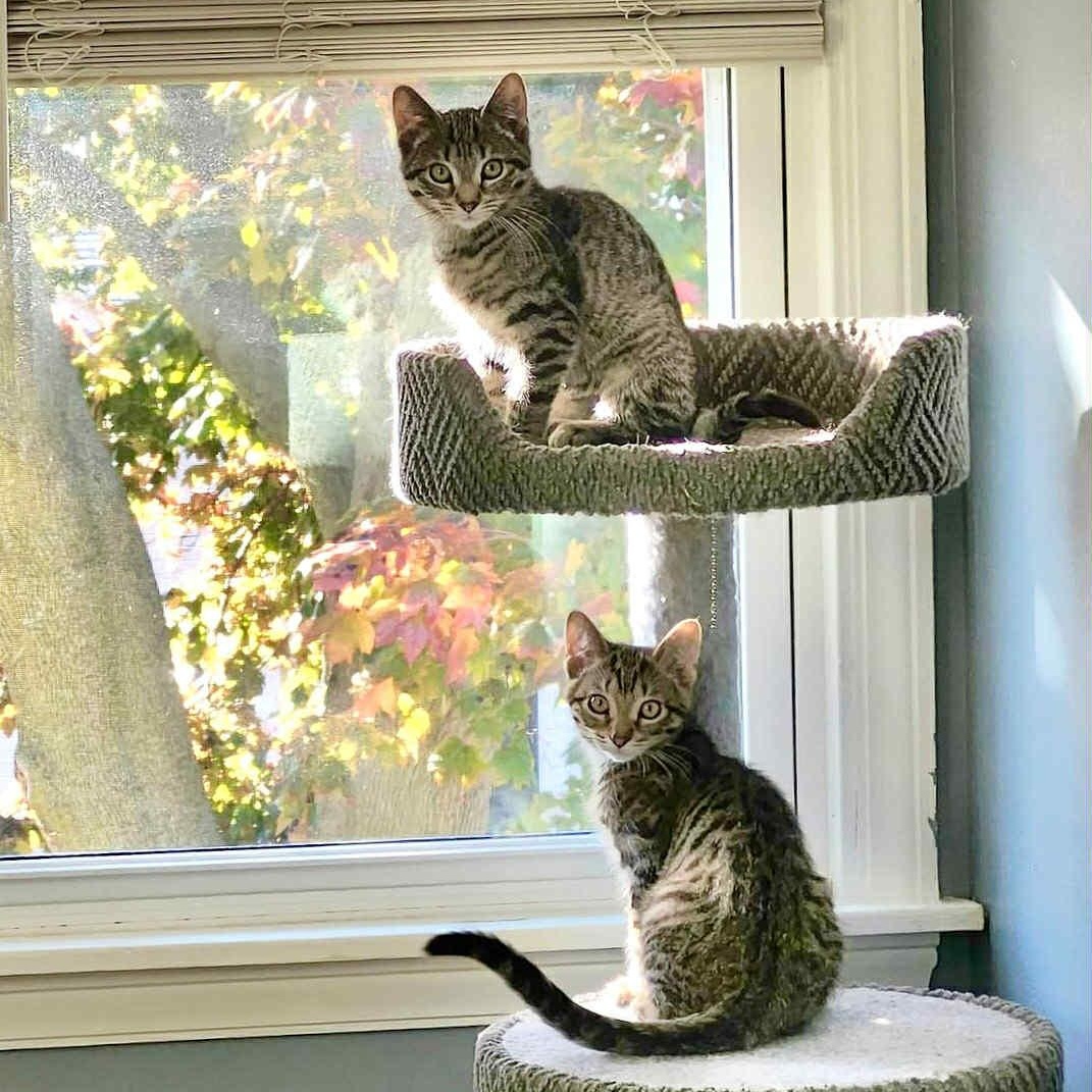 Autumn (f) & Gusty (m), a Adoptable Domestic Short Hair in Milwaukee, WI image 1/6