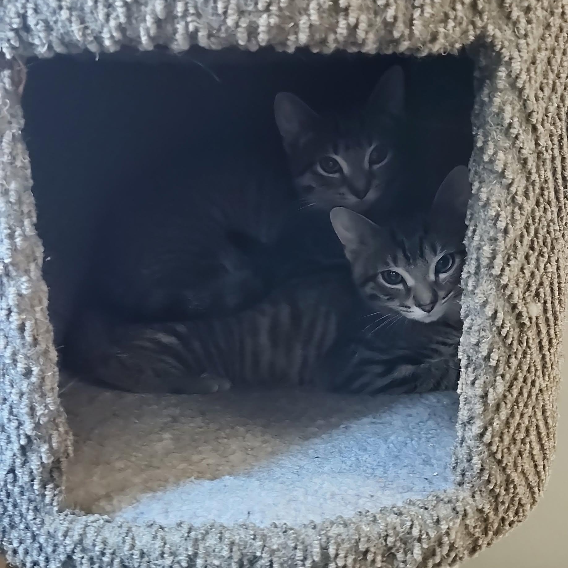 Autumn (f) & Gusty (m), a Adoptable Domestic Short Hair in Milwaukee, WI image 4/6