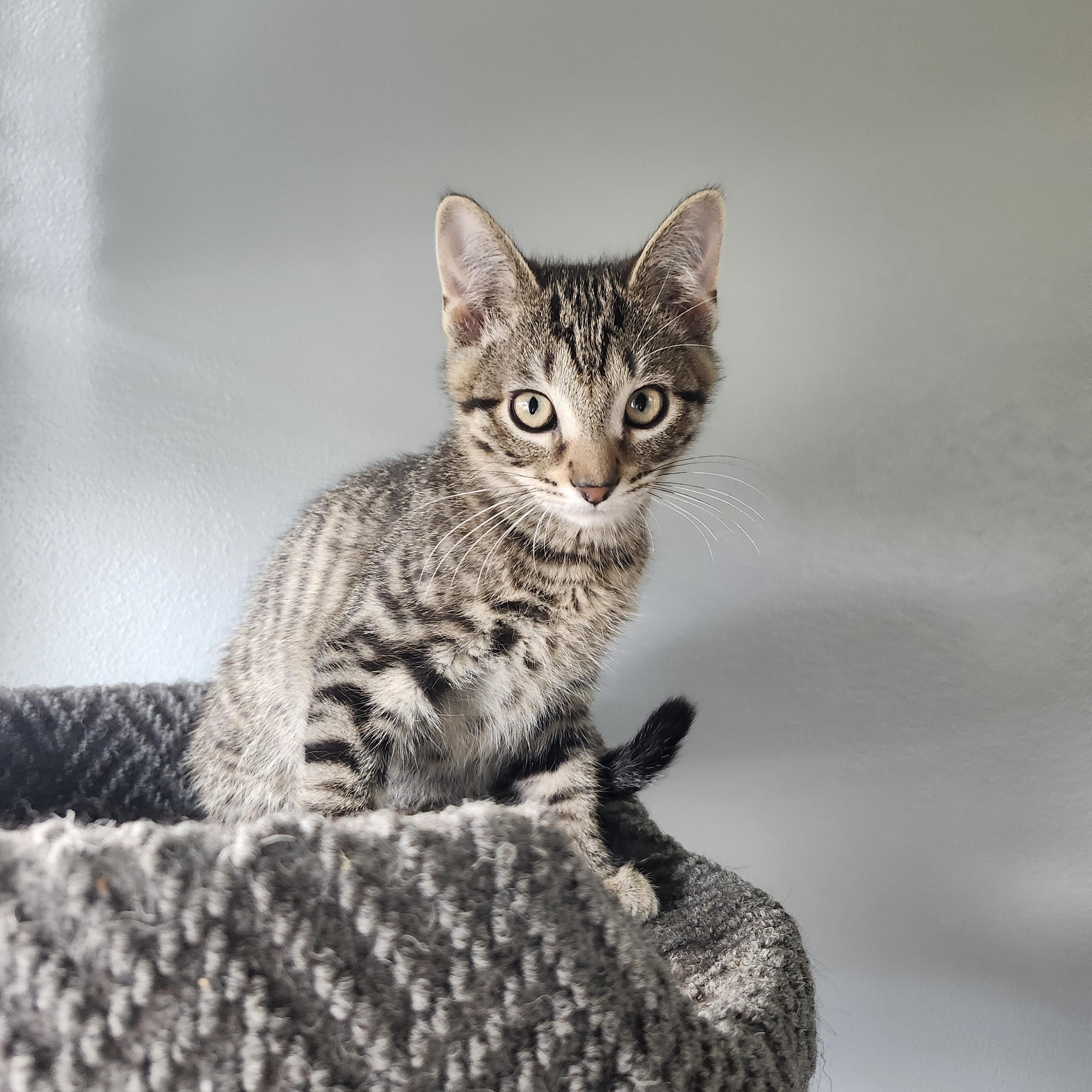 Autumn (f) & Gusty (m), a Adoptable Domestic Short Hair in Milwaukee, WI image 6/6