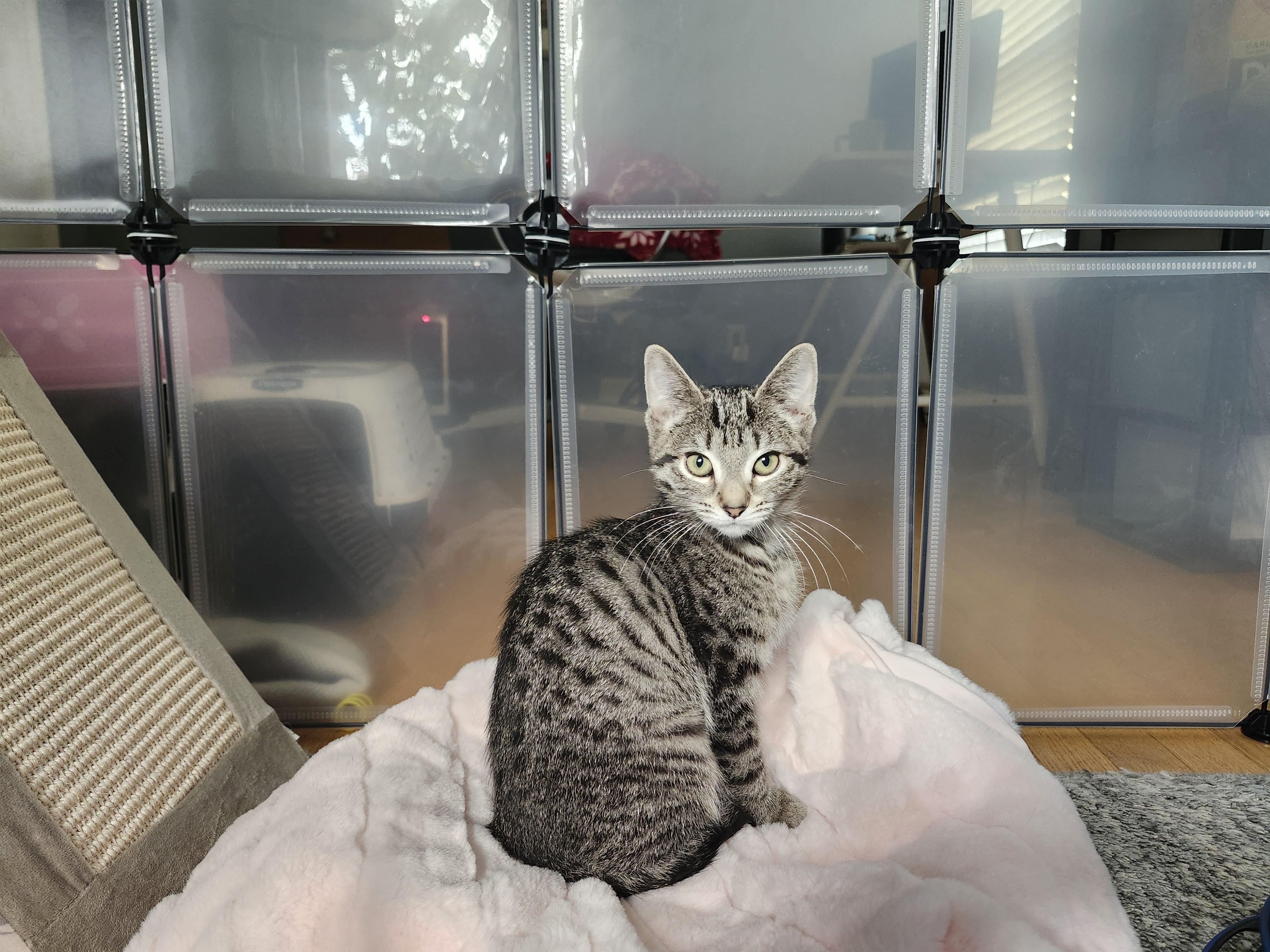 Autumn (f) & Gusty (m), a Adoptable Domestic Short Hair in Milwaukee, WI image 5/6