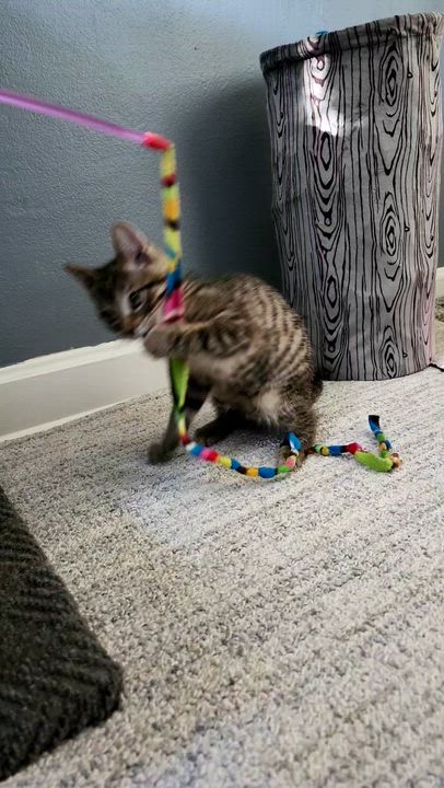 Enlarge Autumn (f) & Gusty (m), a Adoptable Domestic Short Hair in Milwaukee, WI video 3/6