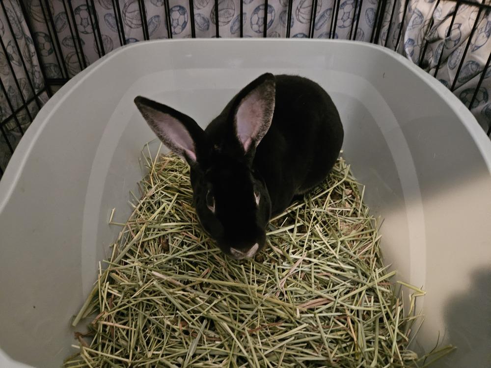 Enlarge Stormy, a Adoptable Rex in Deltona, FL image 1/1