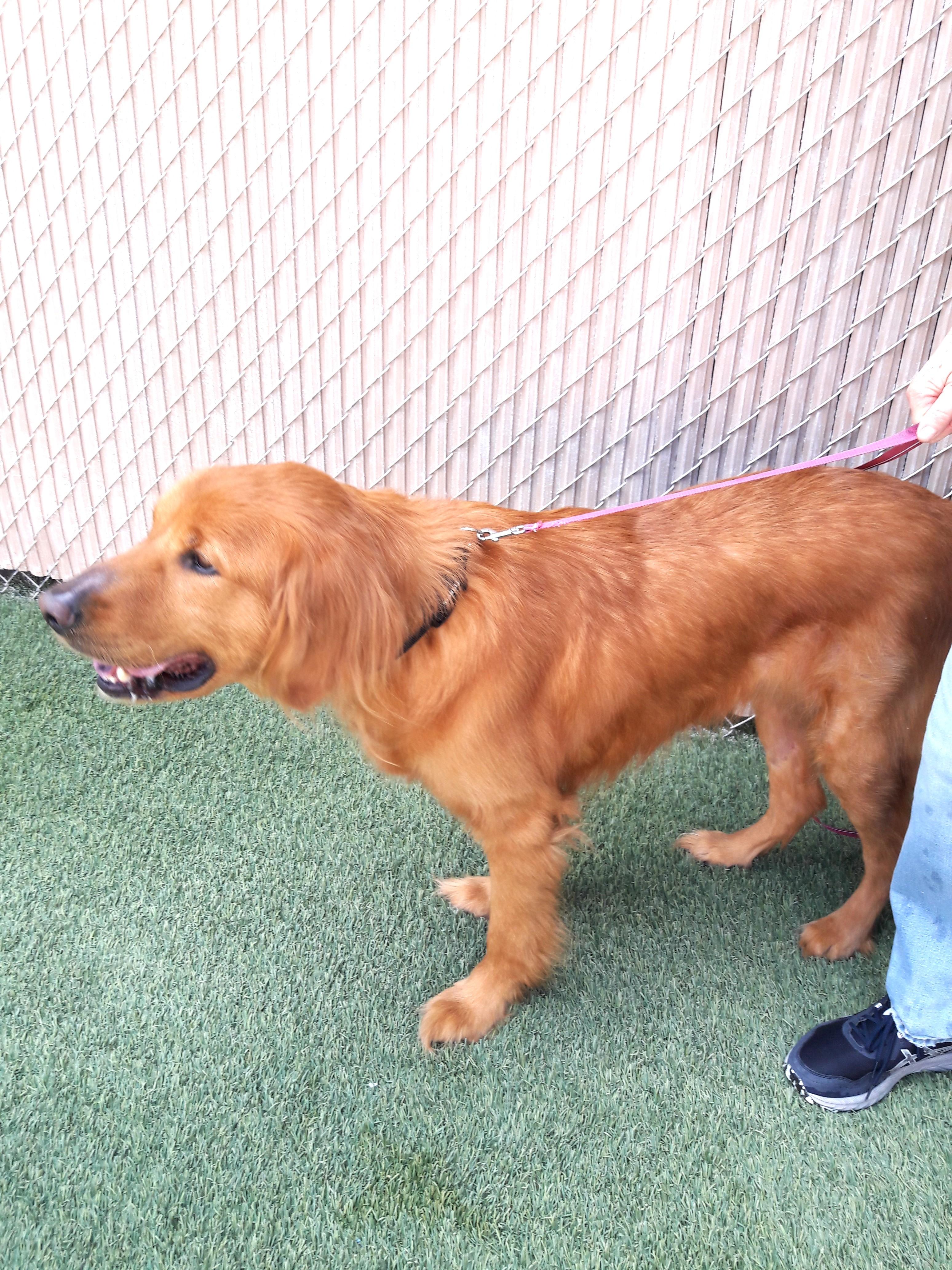 Enlarge Rascal, a Adopted Golden Retriever in Mesquite, NV image 4/4