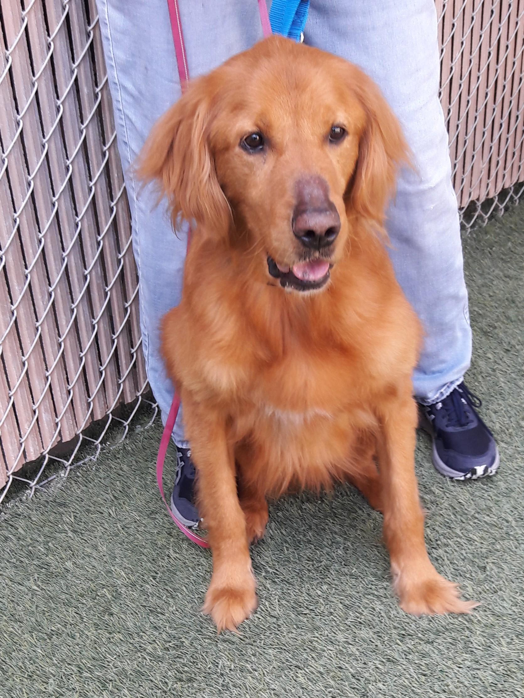 Enlarge Rascal, a Adopted Golden Retriever in Mesquite, NV image 2/4