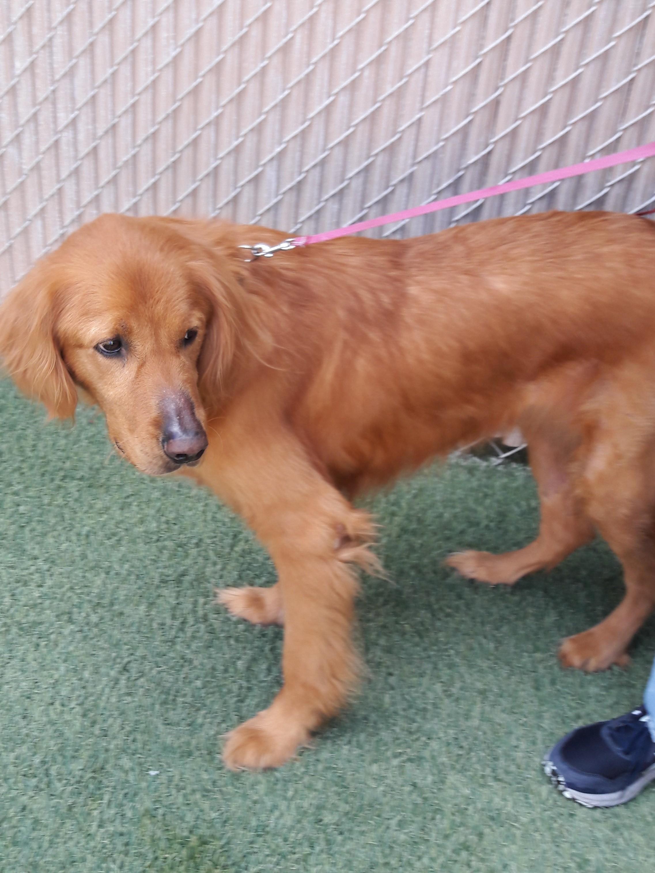 Enlarge Rascal, a Adopted Golden Retriever in Mesquite, NV image 3/4