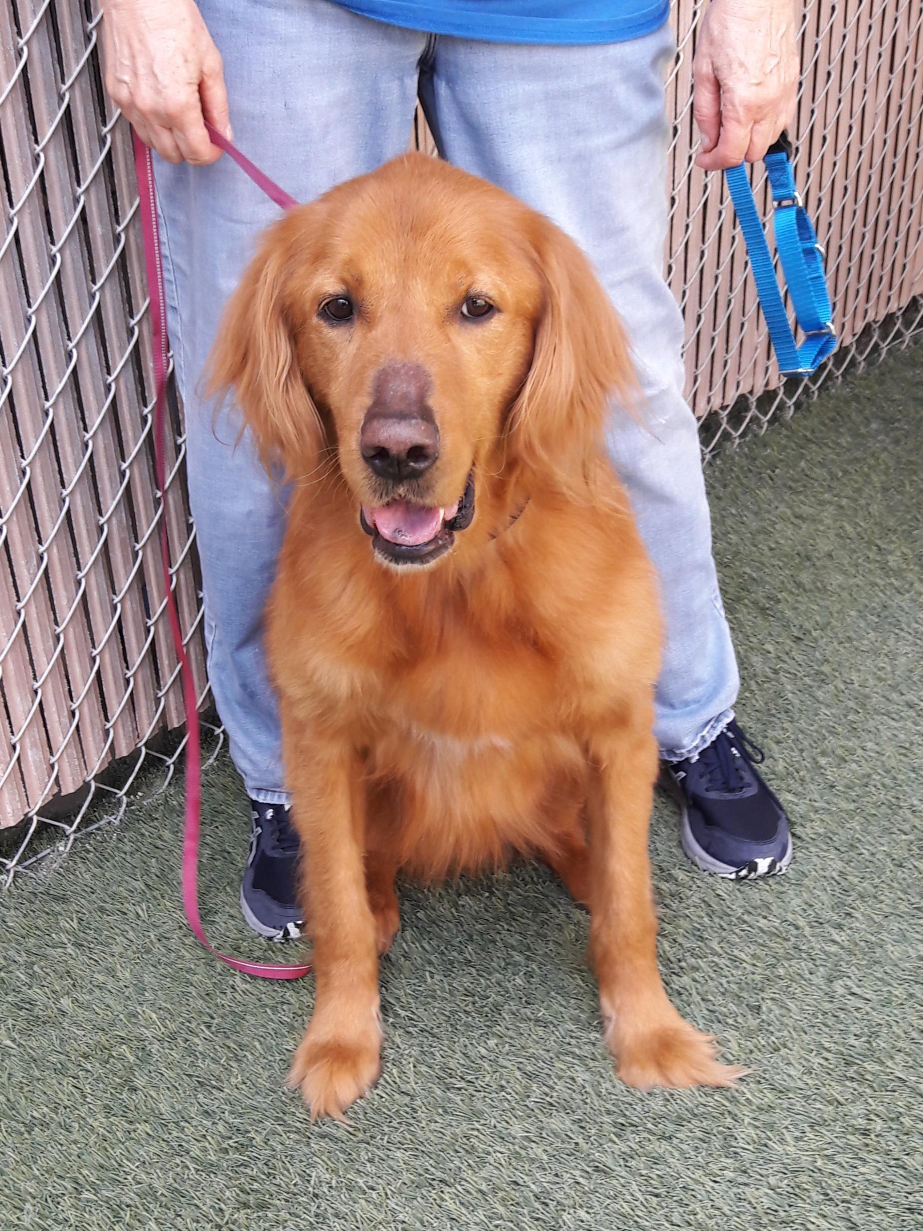 Rascal, Adopted, Adult Male Golden Retriever.