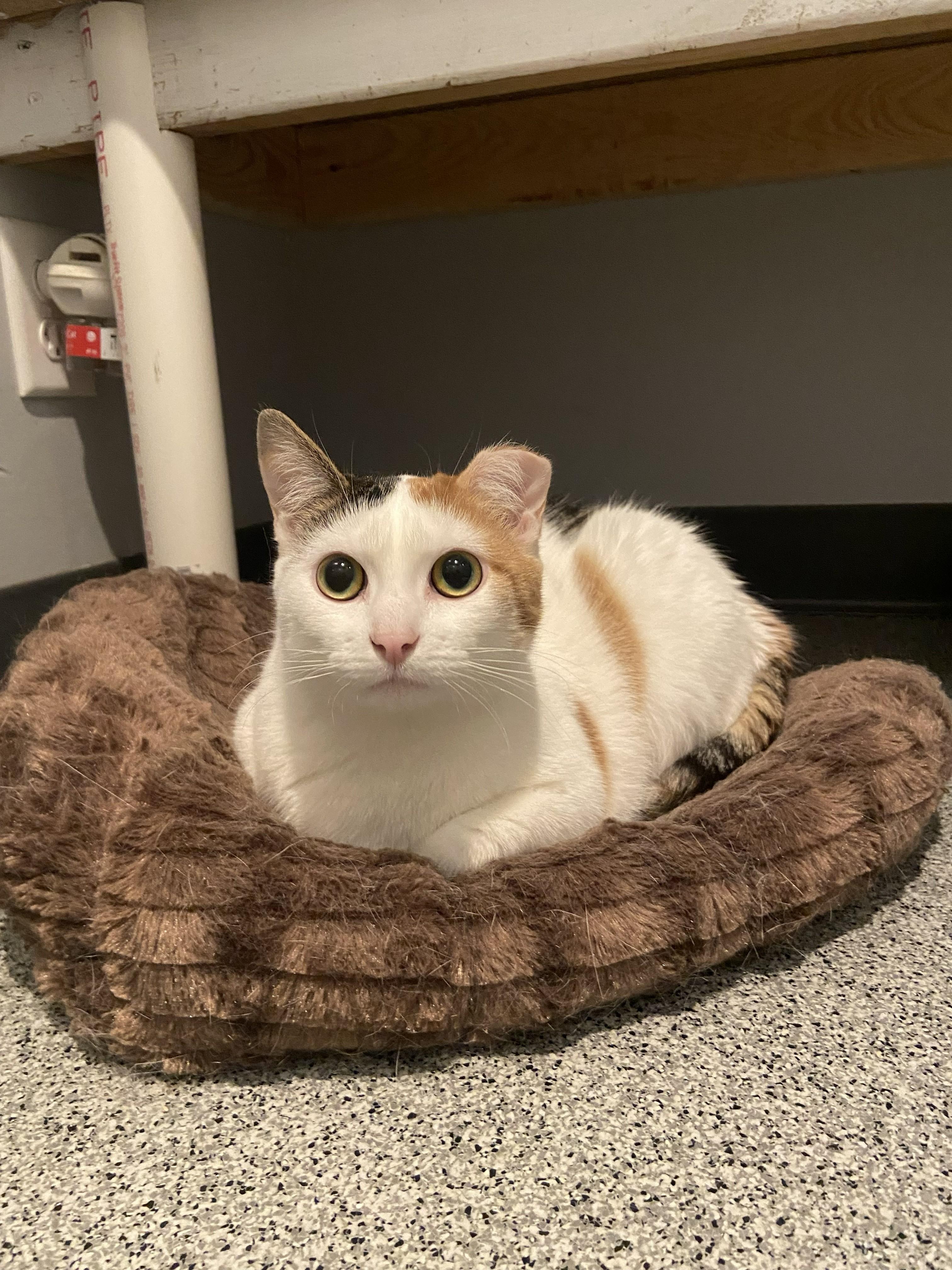 Dorito, ADOPTABLE, Adult Female Domestic Short Hair.