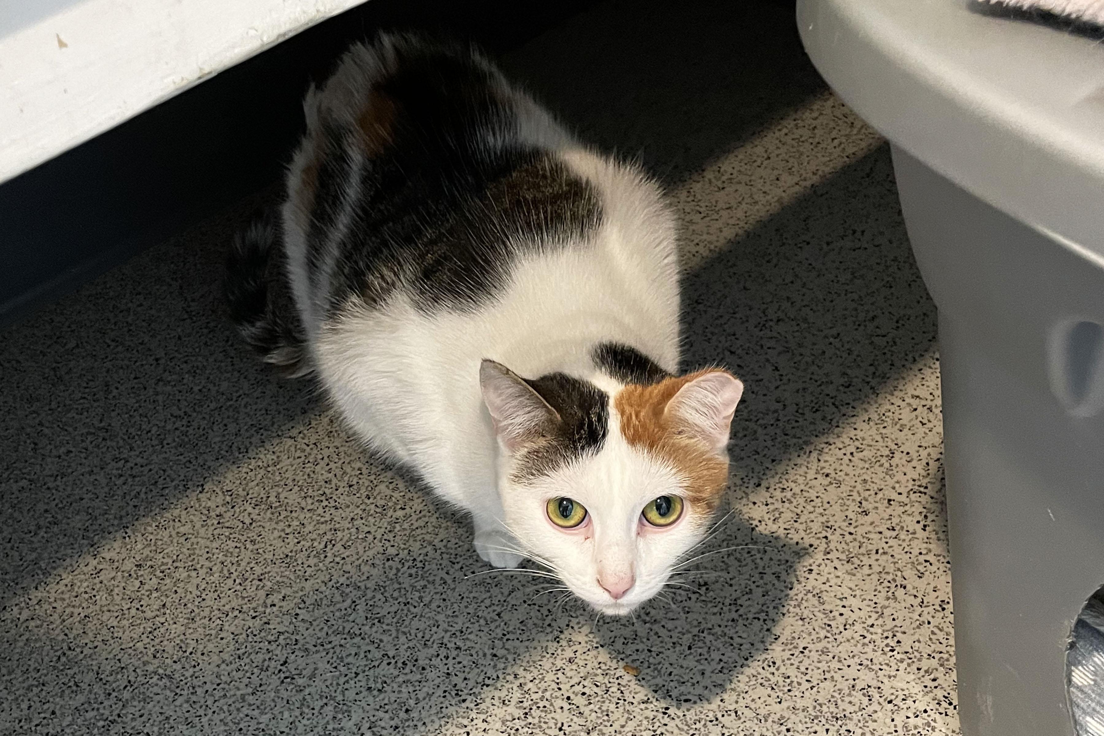 Enlarge Dorito, a ADOPTABLE Domestic Short Hair in Lincoln, NE image 2/3