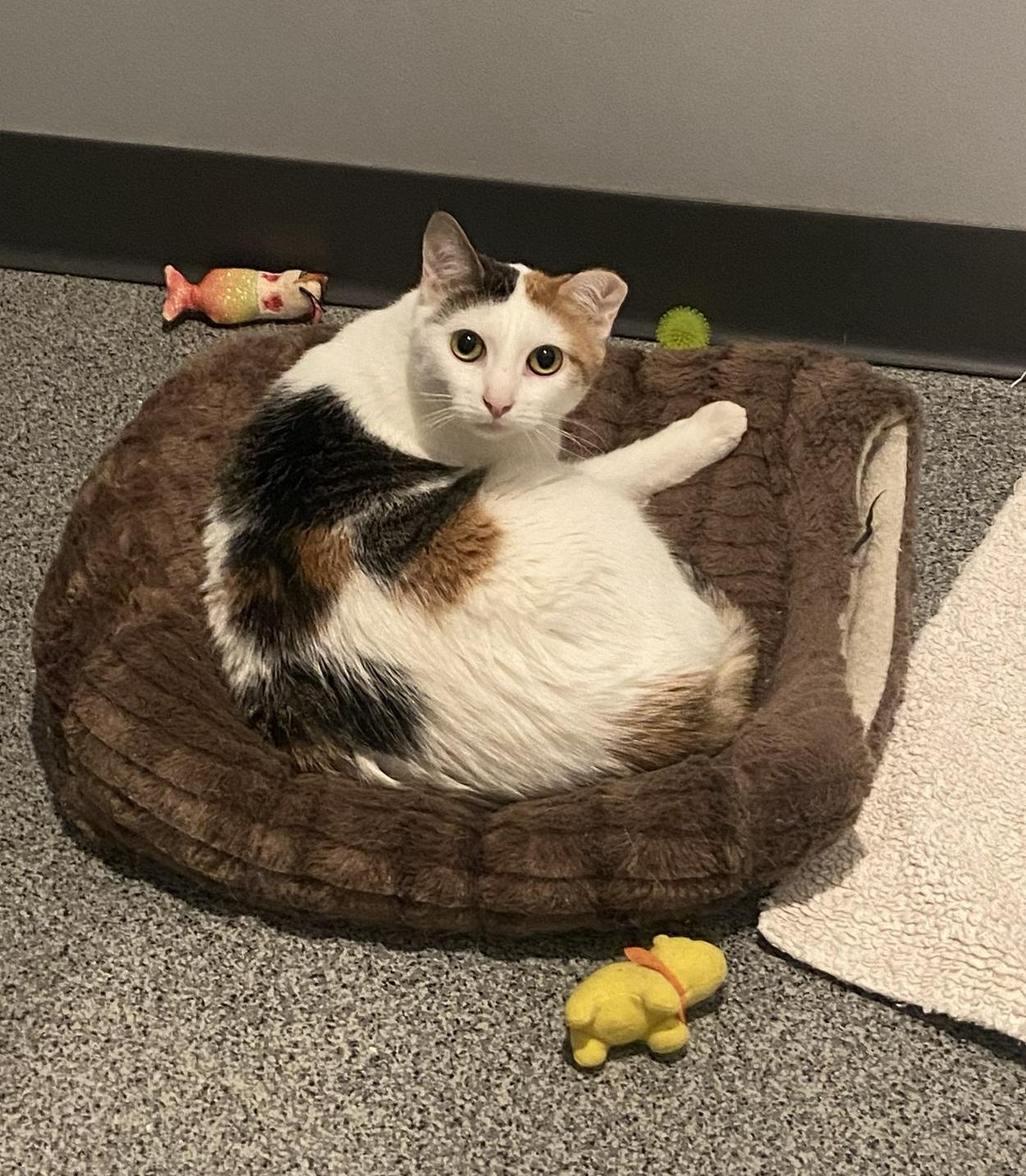 Dorito, ADOPTABLE, Adult Female Domestic Short Hair.