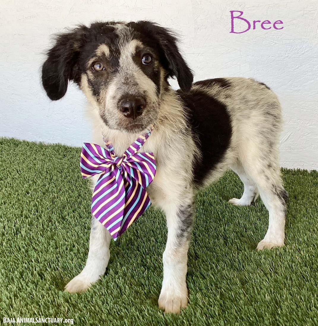 Bree, Adopted, Puppy Female Australian Shepherd.