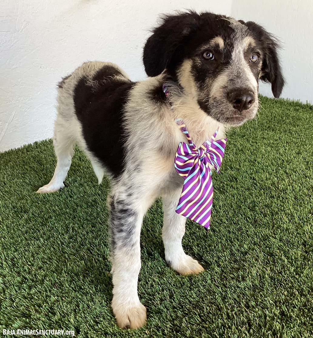 Enlarge Bree, a Adopted mixed breed in San Diego, CA image 3/4