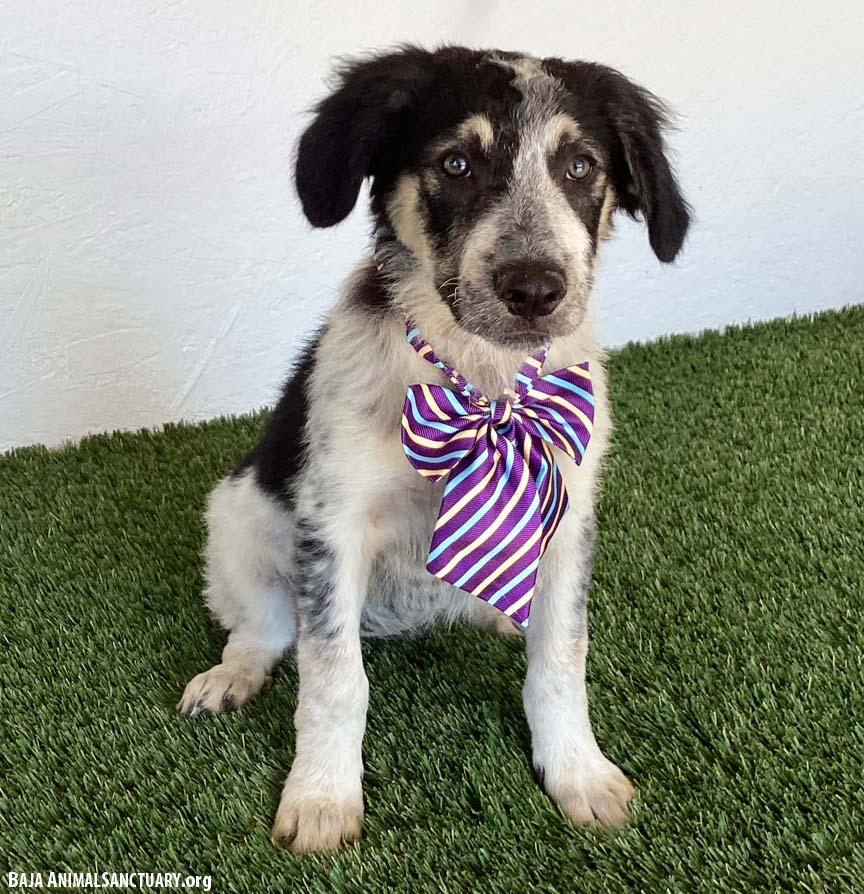 Enlarge Bree, a Adopted mixed breed in San Diego, CA image 2/4