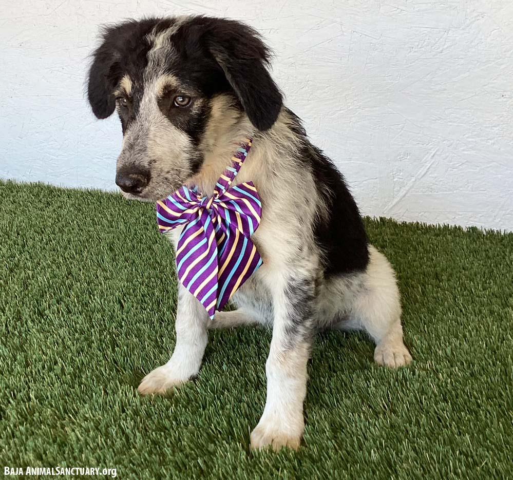 Enlarge Bree, a Adopted mixed breed in San Diego, CA image 4/4