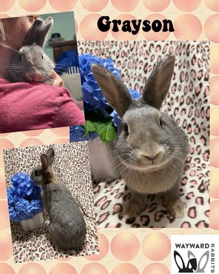 Grayson, an adoptable Bunny Rabbit in Laurens, SC_image-1