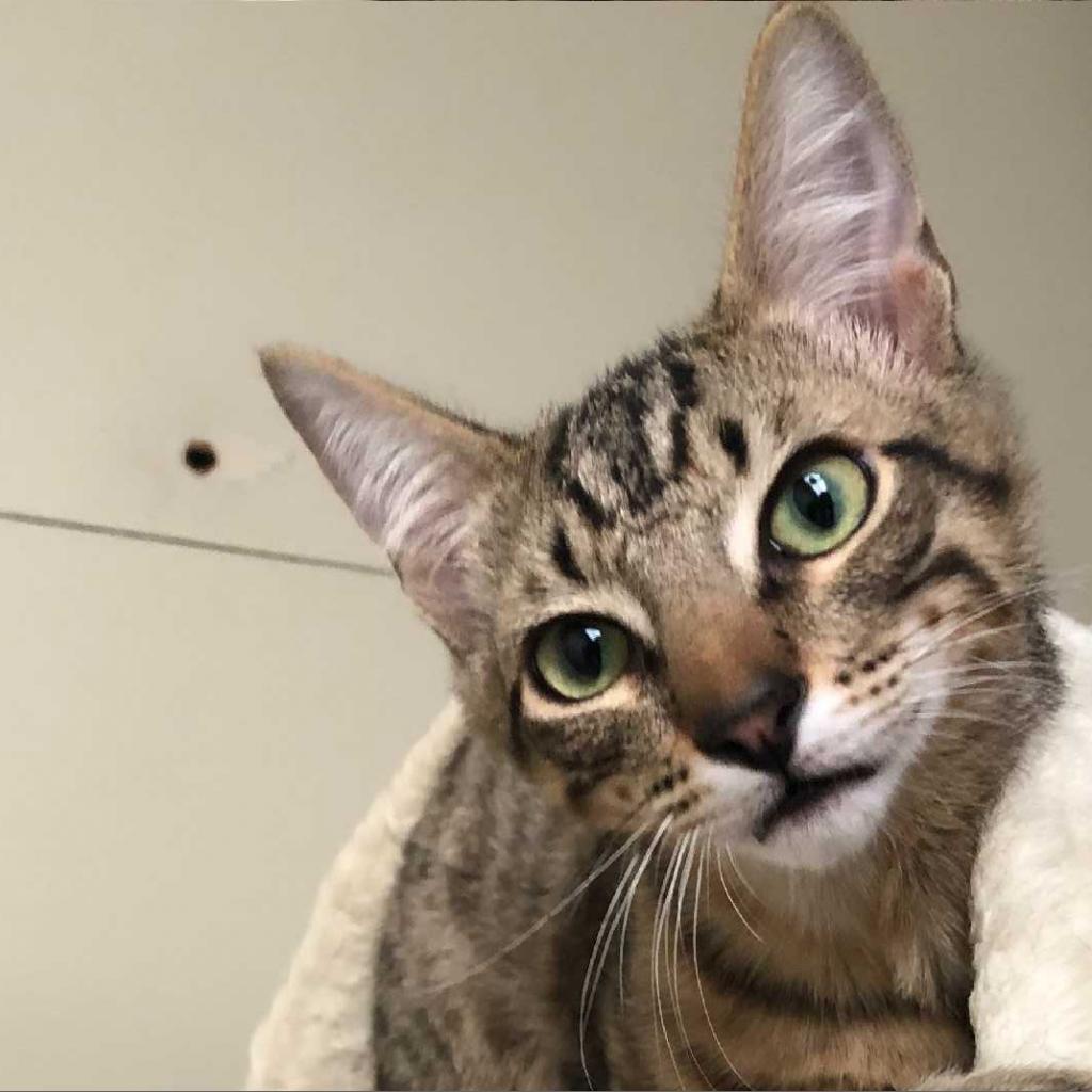 Enlarge Koa, a Adoptable Domestic Short Hair in Los Angeles, CA image 1/4