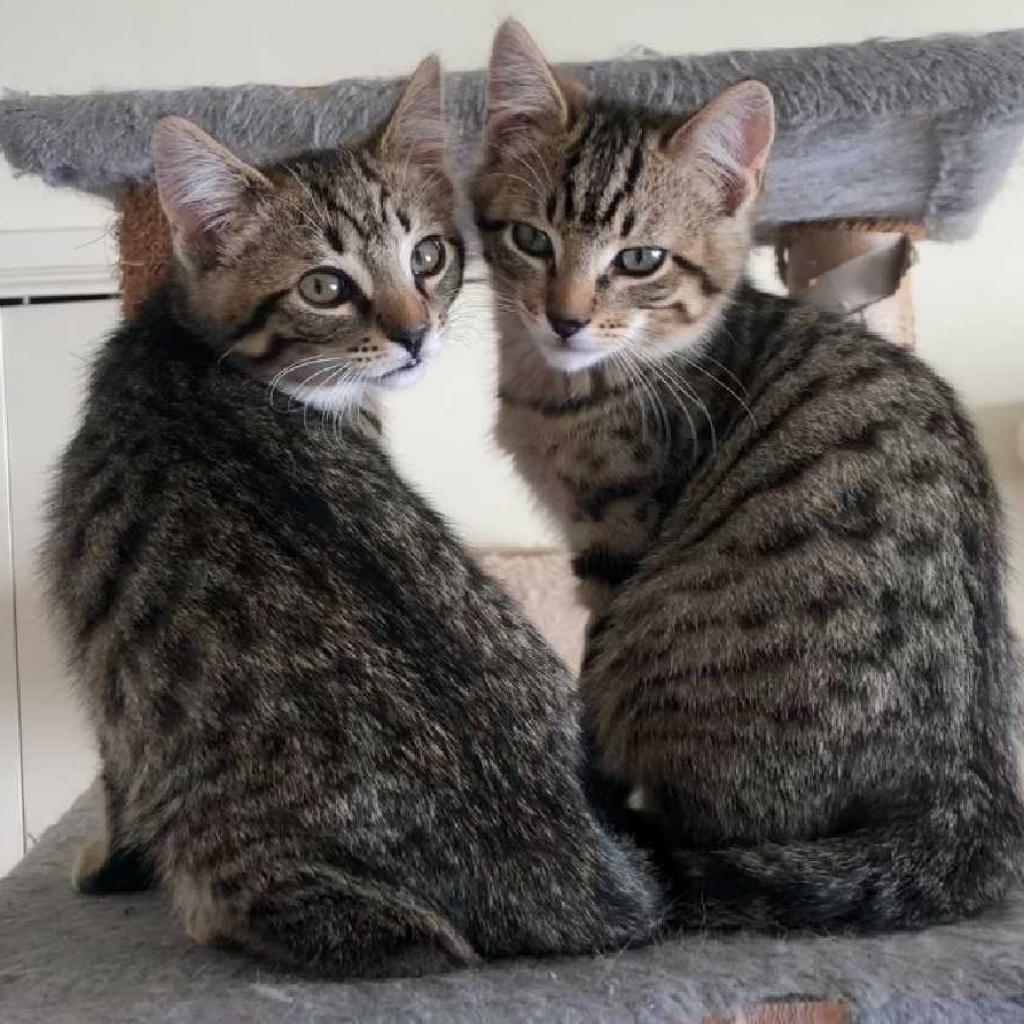 Enlarge Koa, a Adoptable Domestic Short Hair in Los Angeles, CA image 2/4