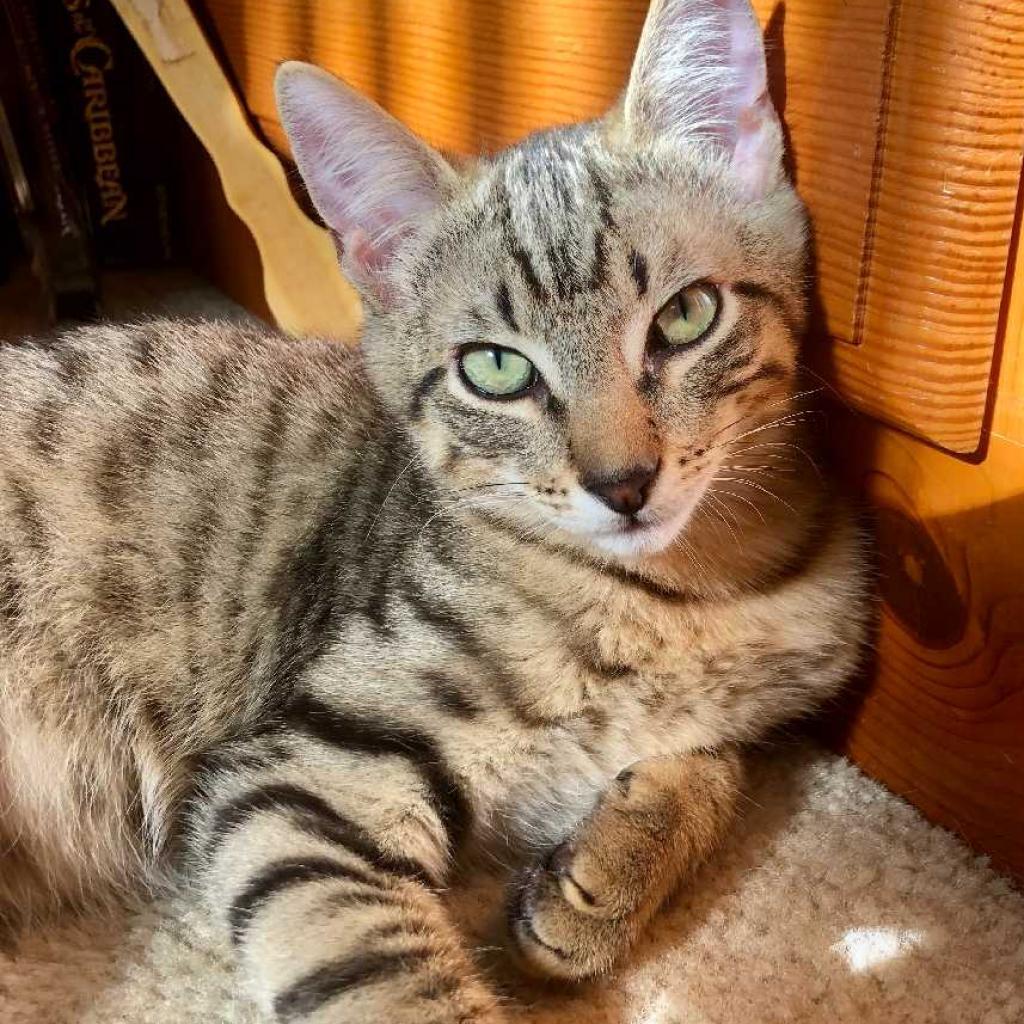 Enlarge Koa, a Adoptable Domestic Short Hair in Los Angeles, CA image 3/4