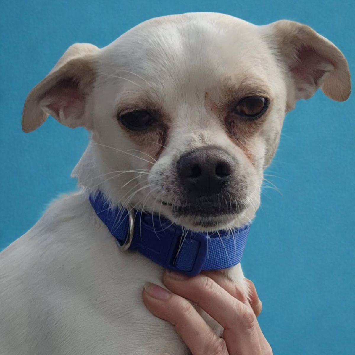 Enlarge Draco, a Adoptable mixed breed in Spanaway, WA image 4/6