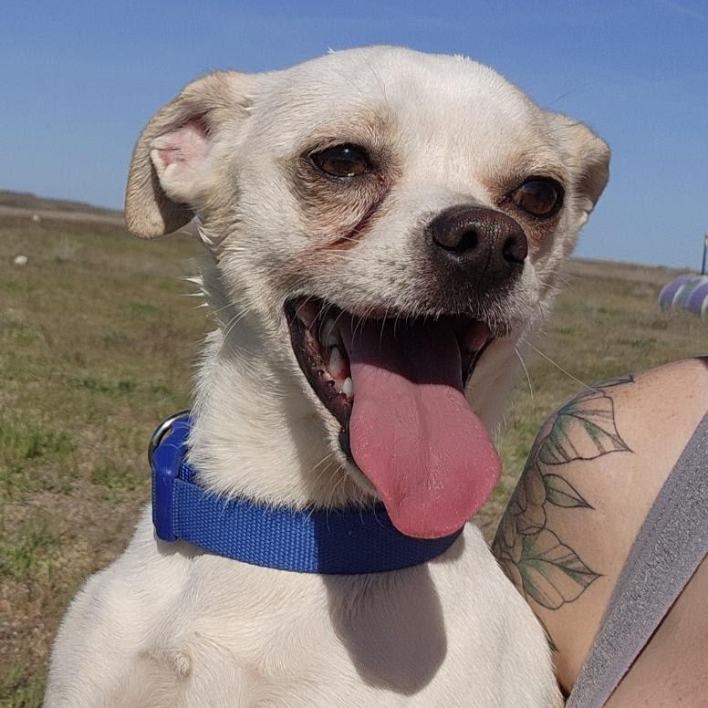 Enlarge Draco, a Adoptable mixed breed in Spanaway, WA image 3/6