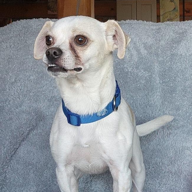 Enlarge Draco, a Adoptable mixed breed in Spanaway, WA image 5/6