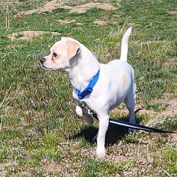 Enlarge Draco, a Adoptable mixed breed in Spanaway, WA image 6/6