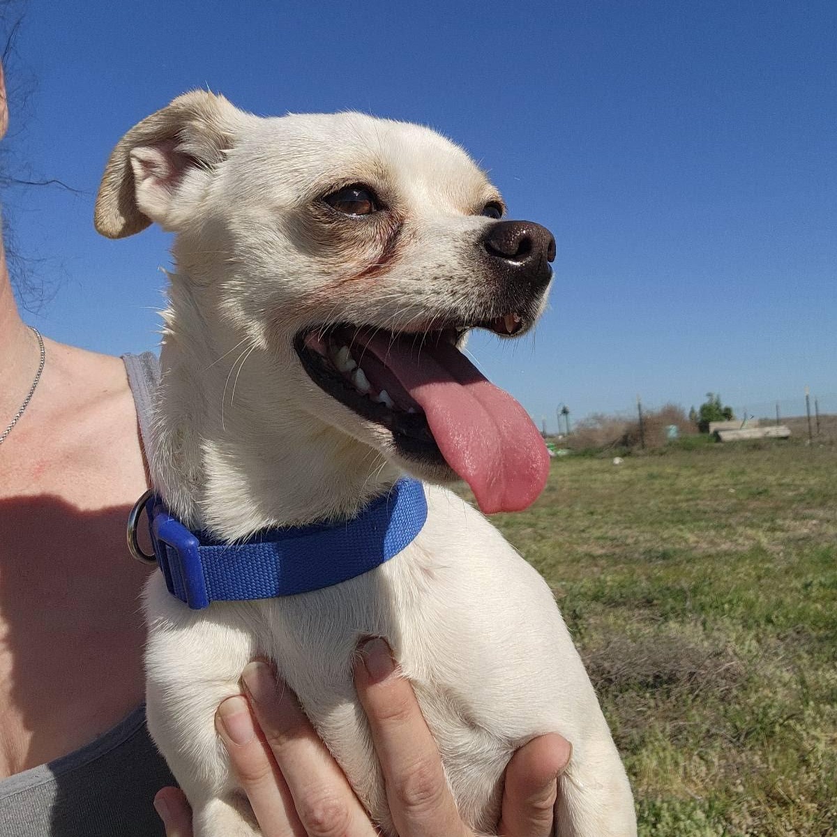 Enlarge Draco, a Adoptable mixed breed in Spanaway, WA image 2/6