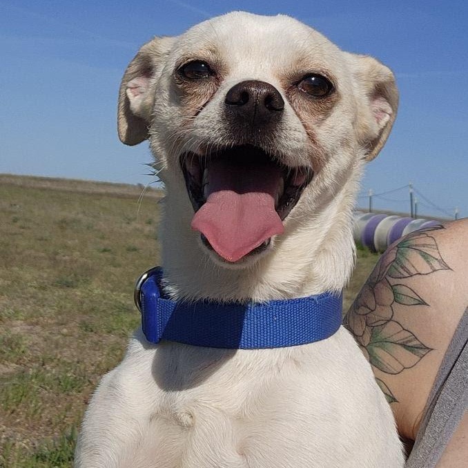 Enlarge Draco, a Adoptable mixed breed in Spanaway, WA image 1/6