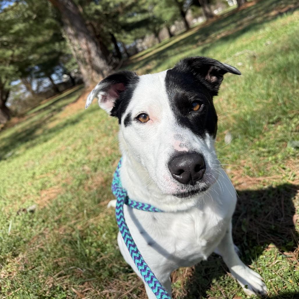 Skye, Adoptable, Adult Female Jack Russell Terrier & English Springer Spaniel.