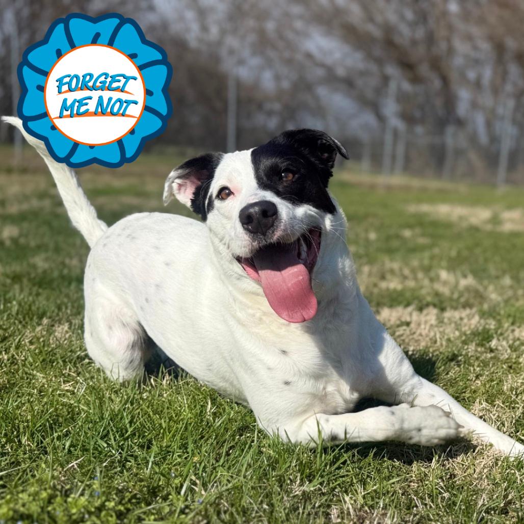 Enlarge Skye, a Adoptable mixed breed in Baltimore, MD image 3/6