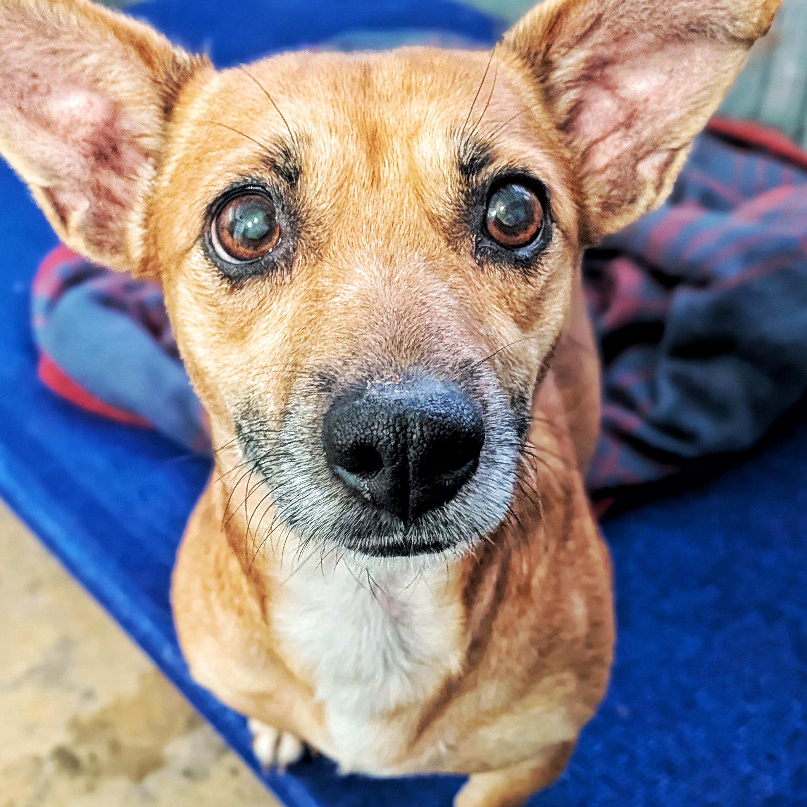 Jessie, Adoptable, Adult Female Chihuahua.