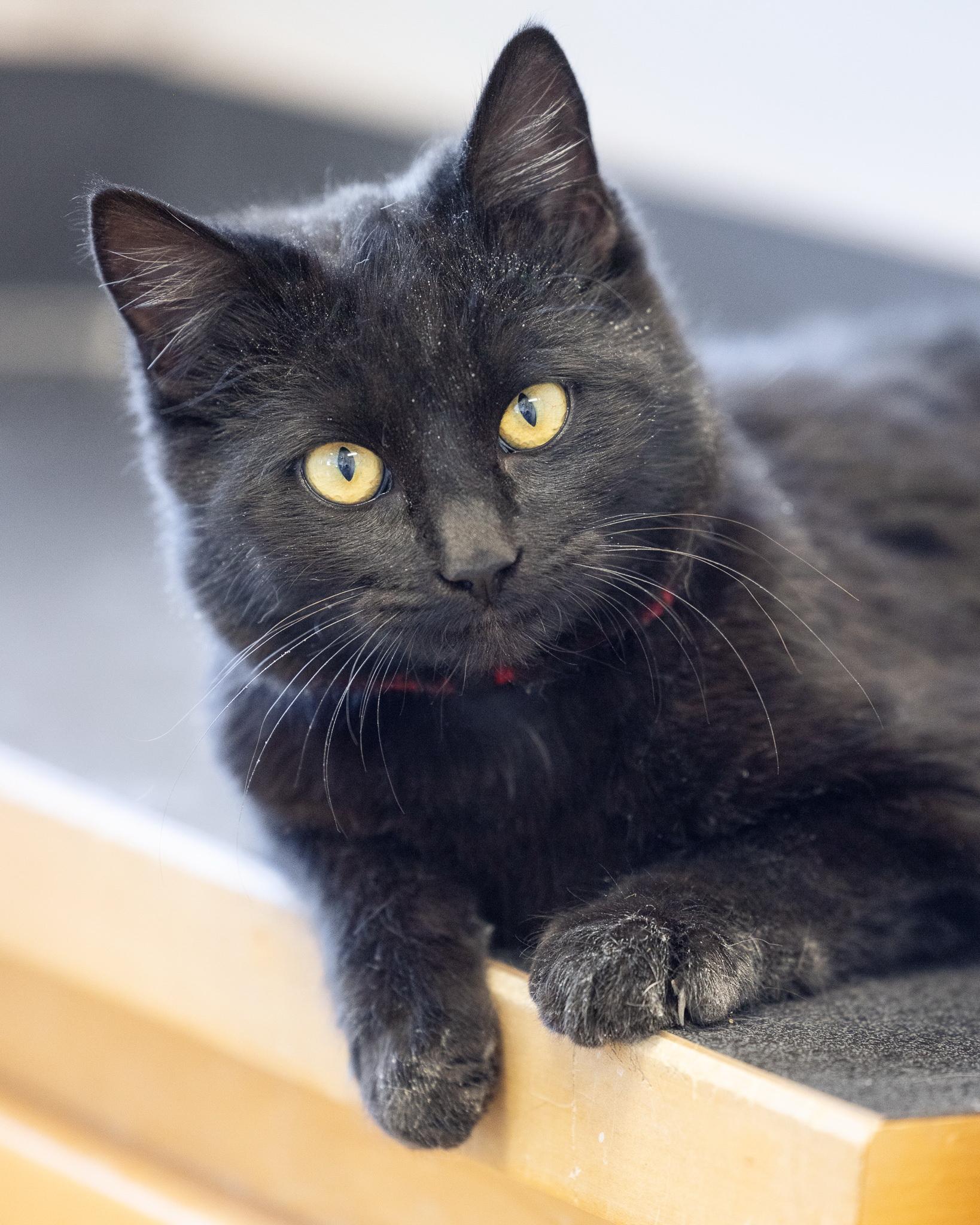 JASPER, ADOPTABLE, Adult Male Domestic Short Hair.