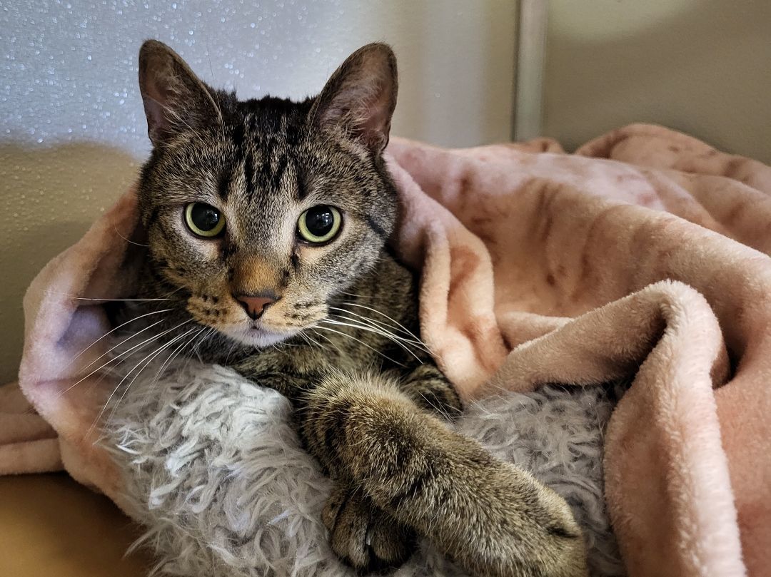 Jet Fire, a Adoptable Domestic Short Hair in Grayslake, IL image 1/3