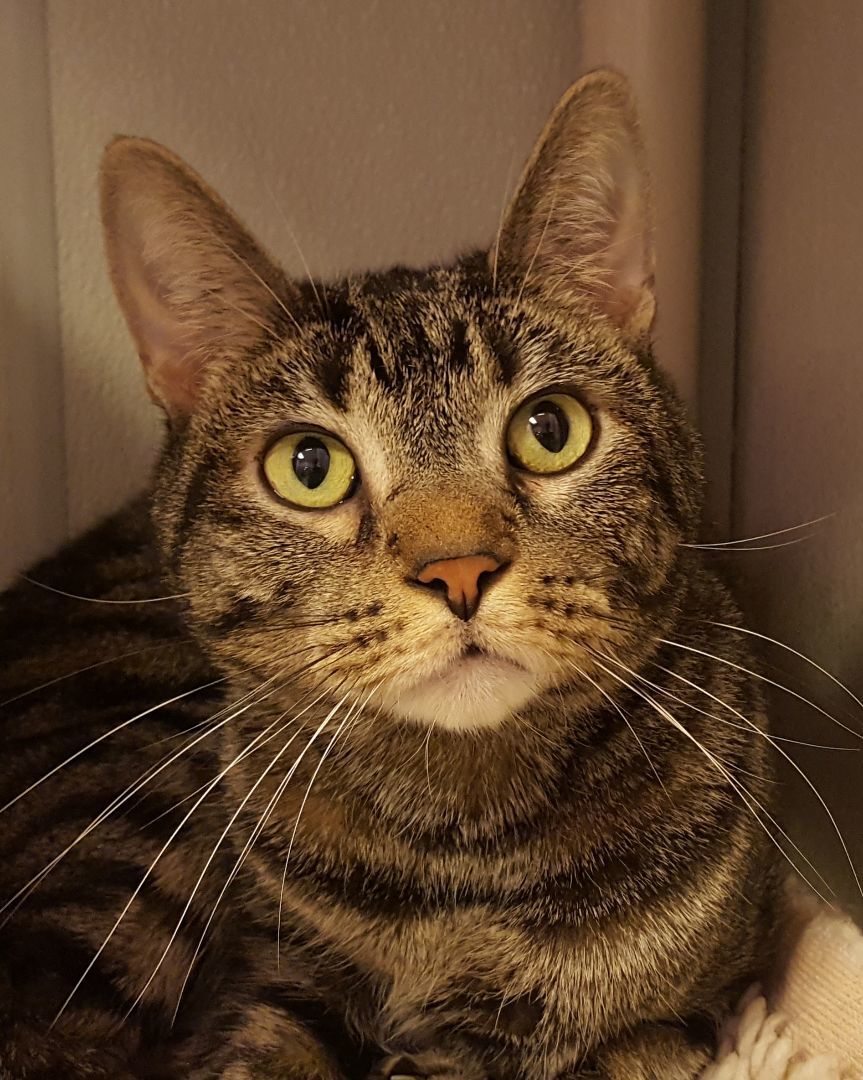 Jet Fire, a Adoptable Domestic Short Hair in Grayslake, IL image 2/3