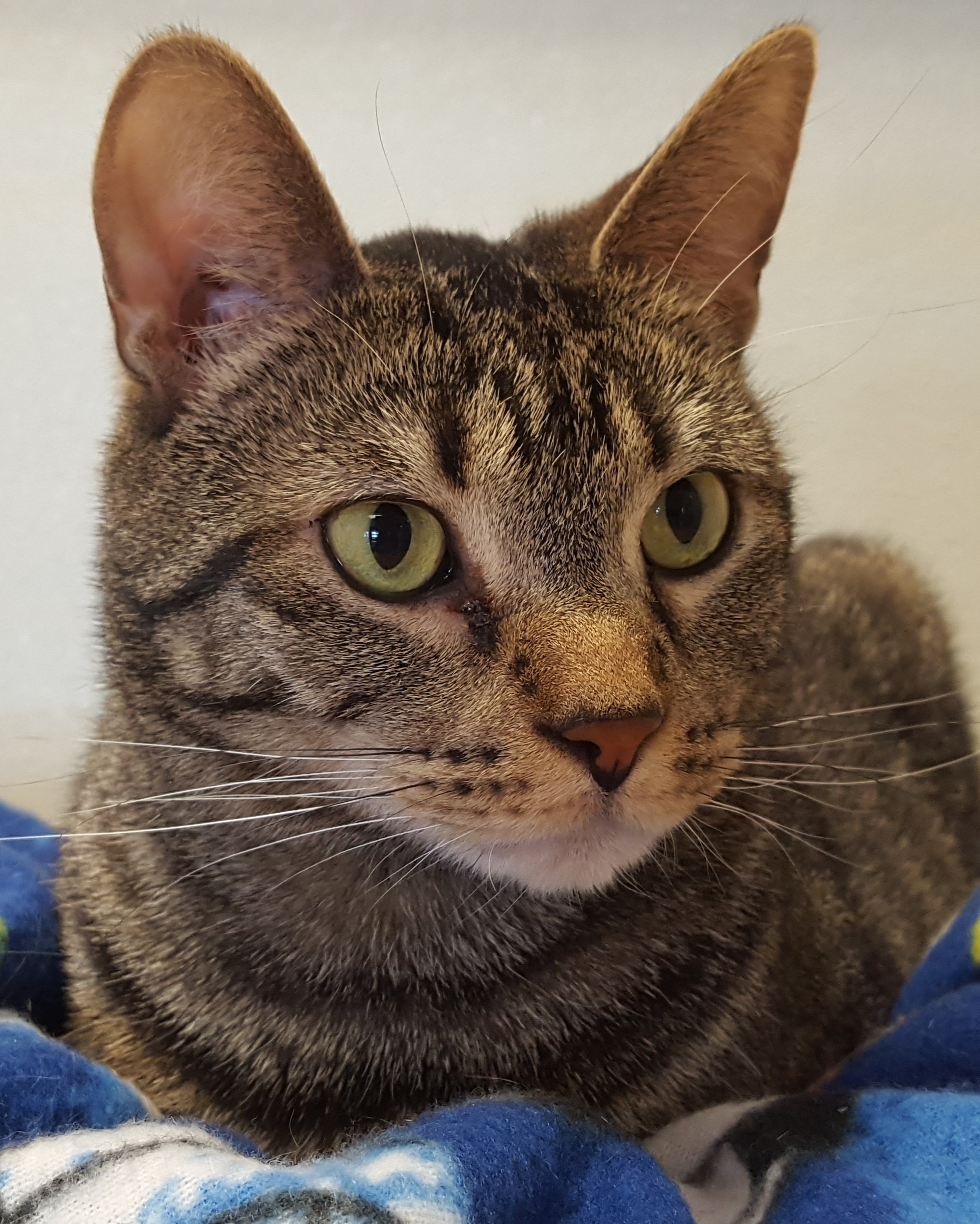 Jet Fire, a Adoptable Domestic Short Hair in Grayslake, IL image 3/3