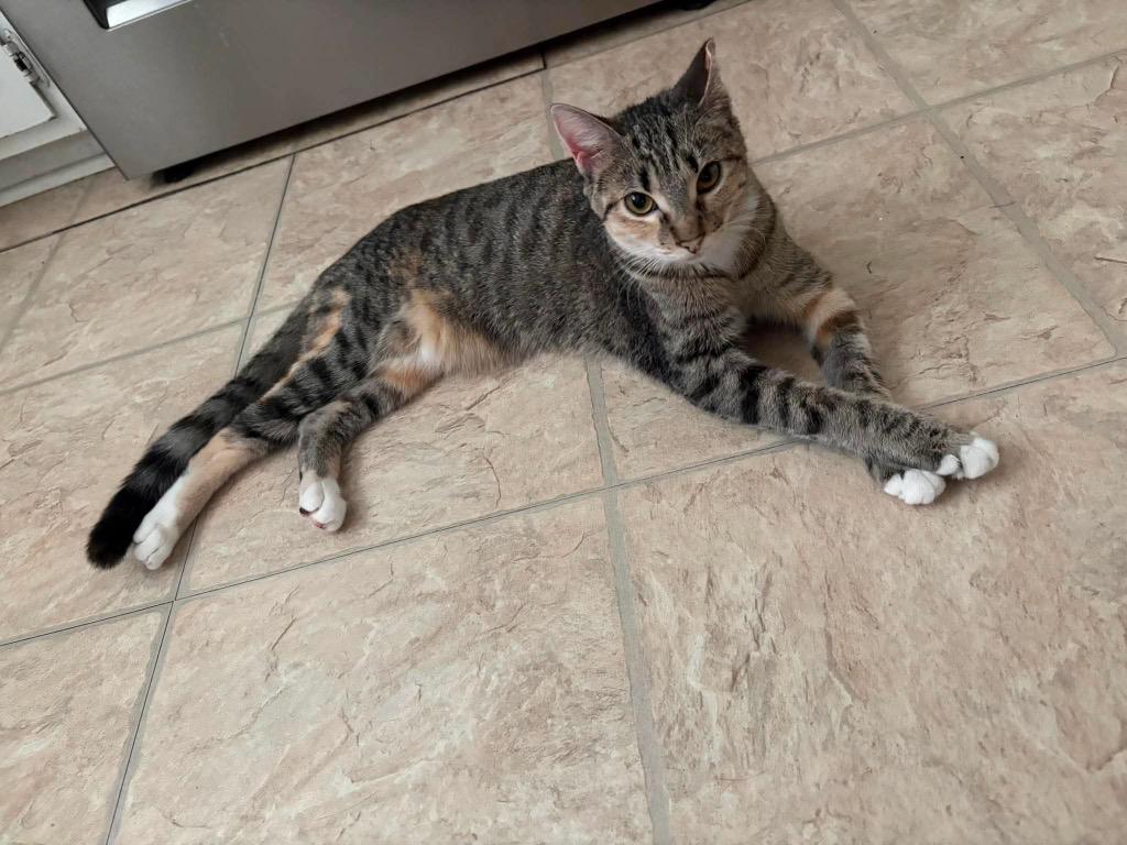 Meryl, Adoptable, Kitten Female Domestic Short Hair.