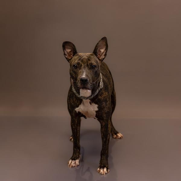 Pen 109c Delilah, a Adoptable mixed breed in Lawrenceville, GA image 1/2