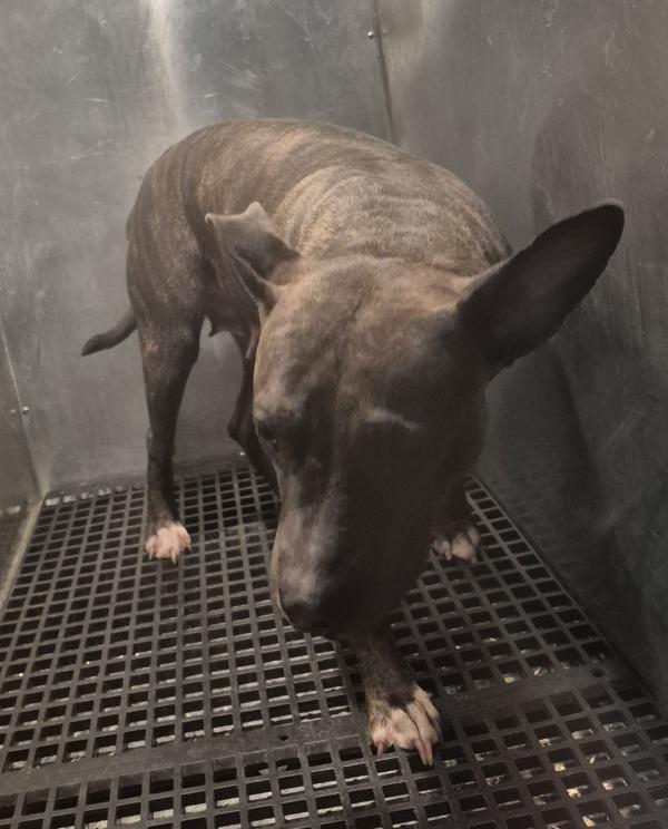 Pen 109c Delilah, a Adoptable mixed breed in Lawrenceville, GA image 2/2