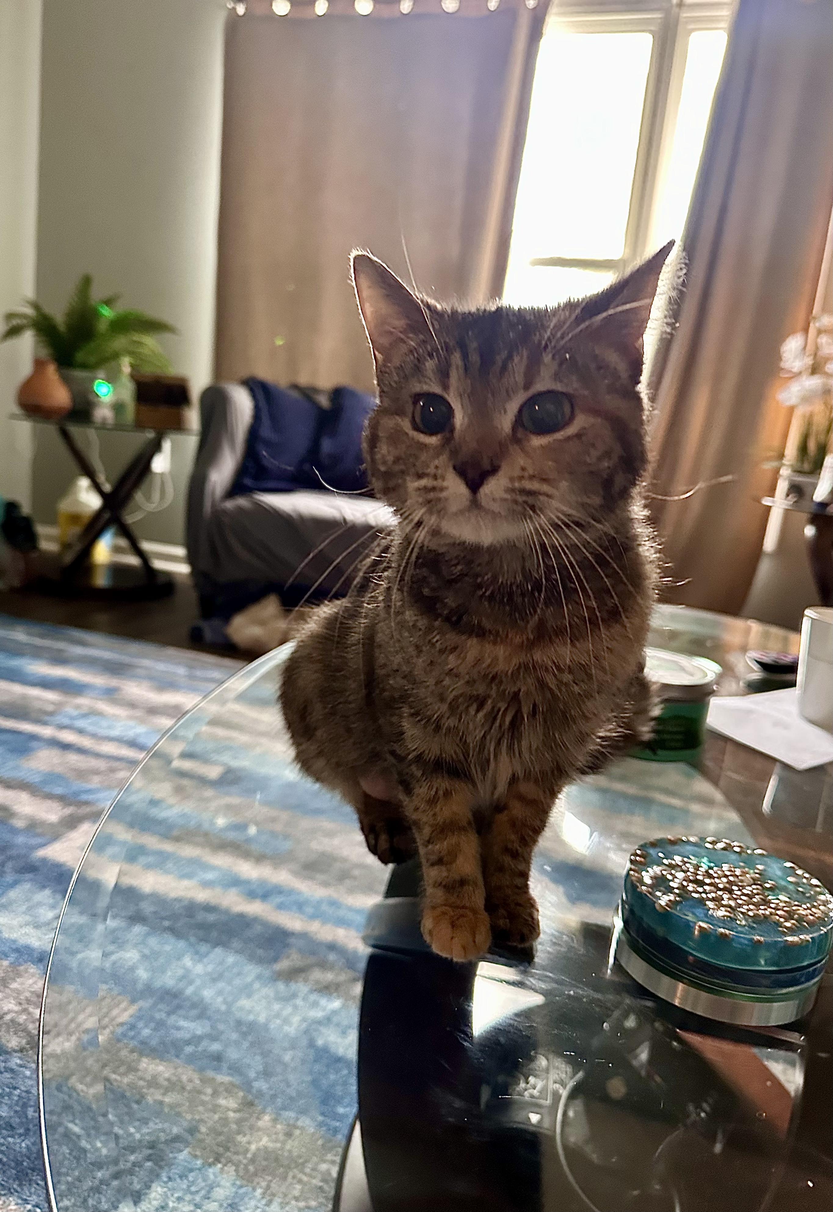 Shenzi — thumbnail 3