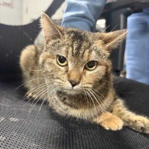 Shenzi — thumbnail 4