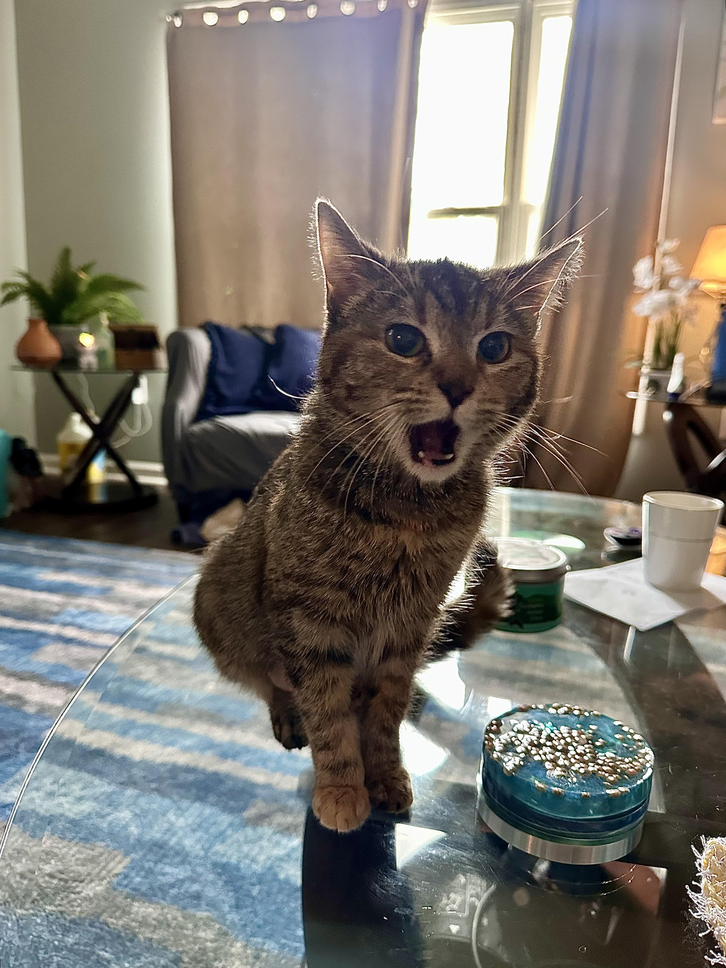 Shenzi — thumbnail 6