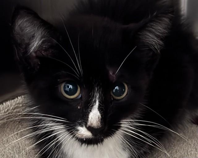 Enlarge STUBBY, a Adoptable Domestic Short Hair in Olathe, KS image 1/1