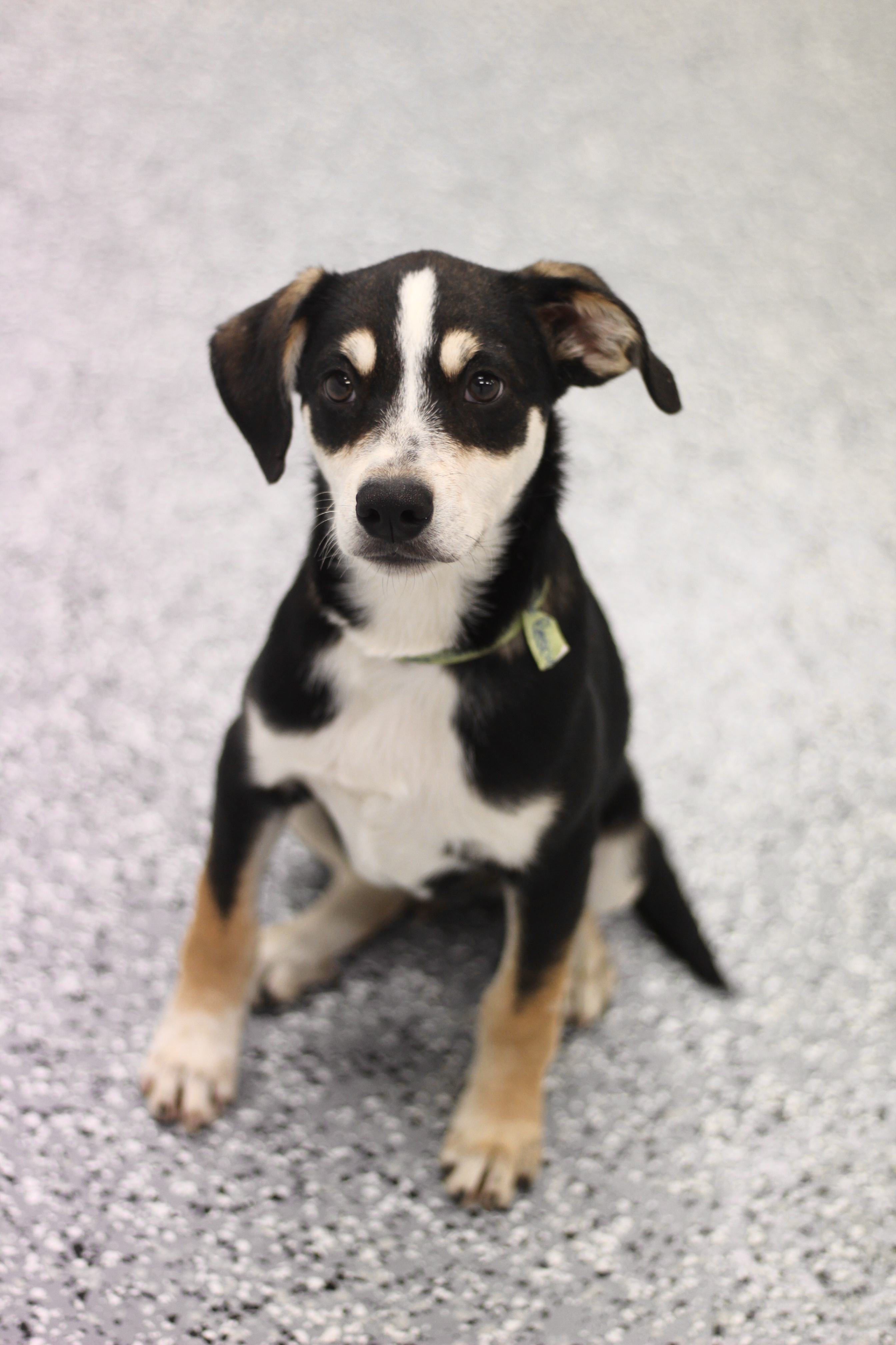 Dog for adoption Eli in NH! Come Meet our Adoptable Dogs Wednesday