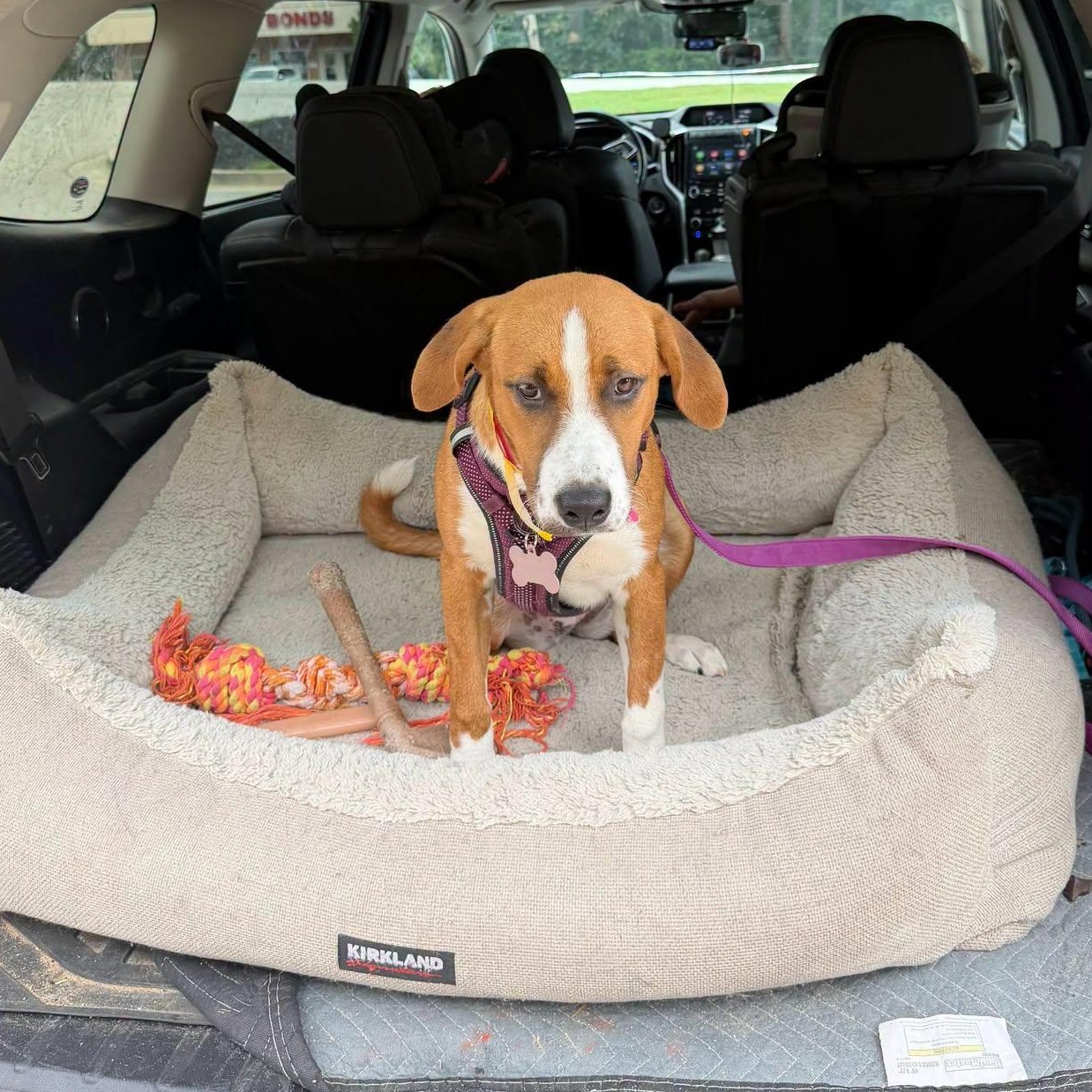 Nutmeg, an adopted mixed breed in Buford, GA image 2/4