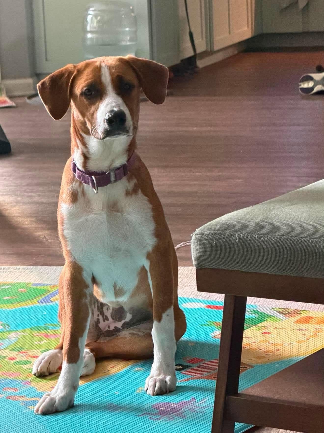 Nutmeg, adopted, Puppy Female Hound & Mixed Breed.