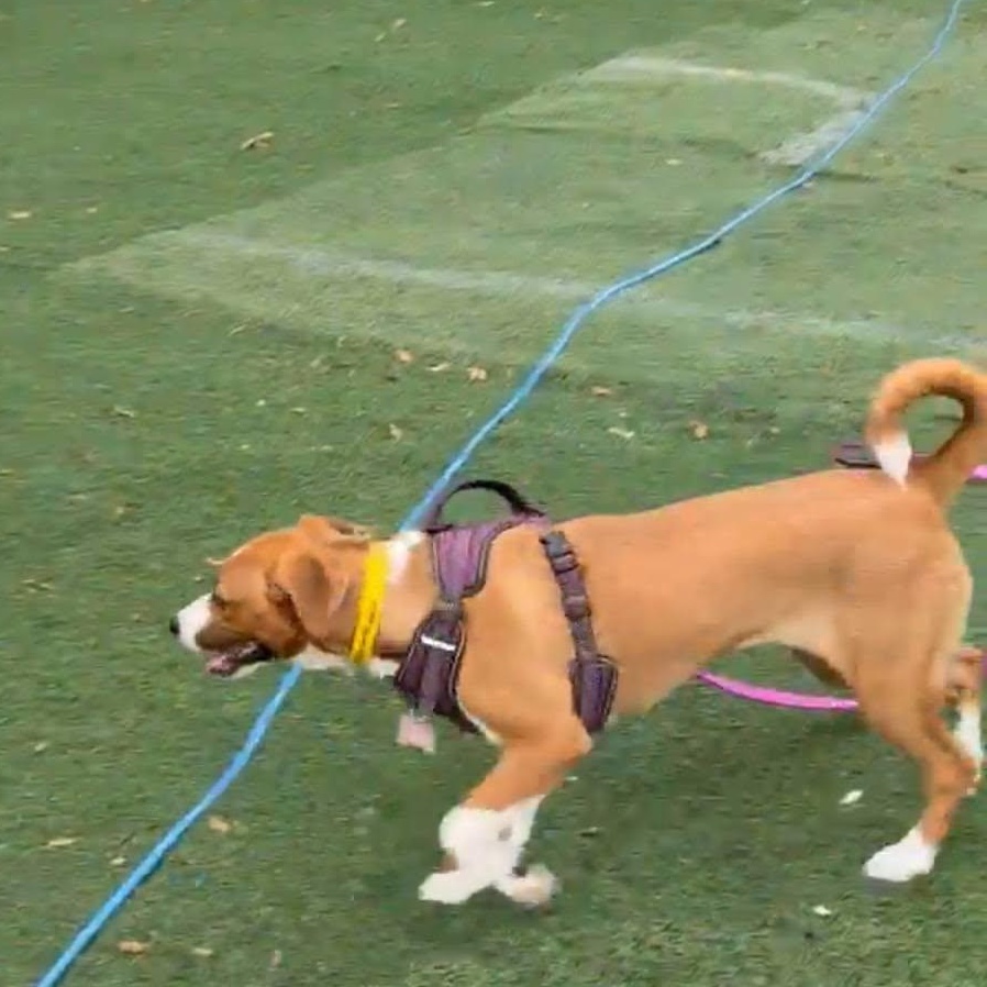 Nutmeg, an adopted mixed breed in Buford, GA image 3/4