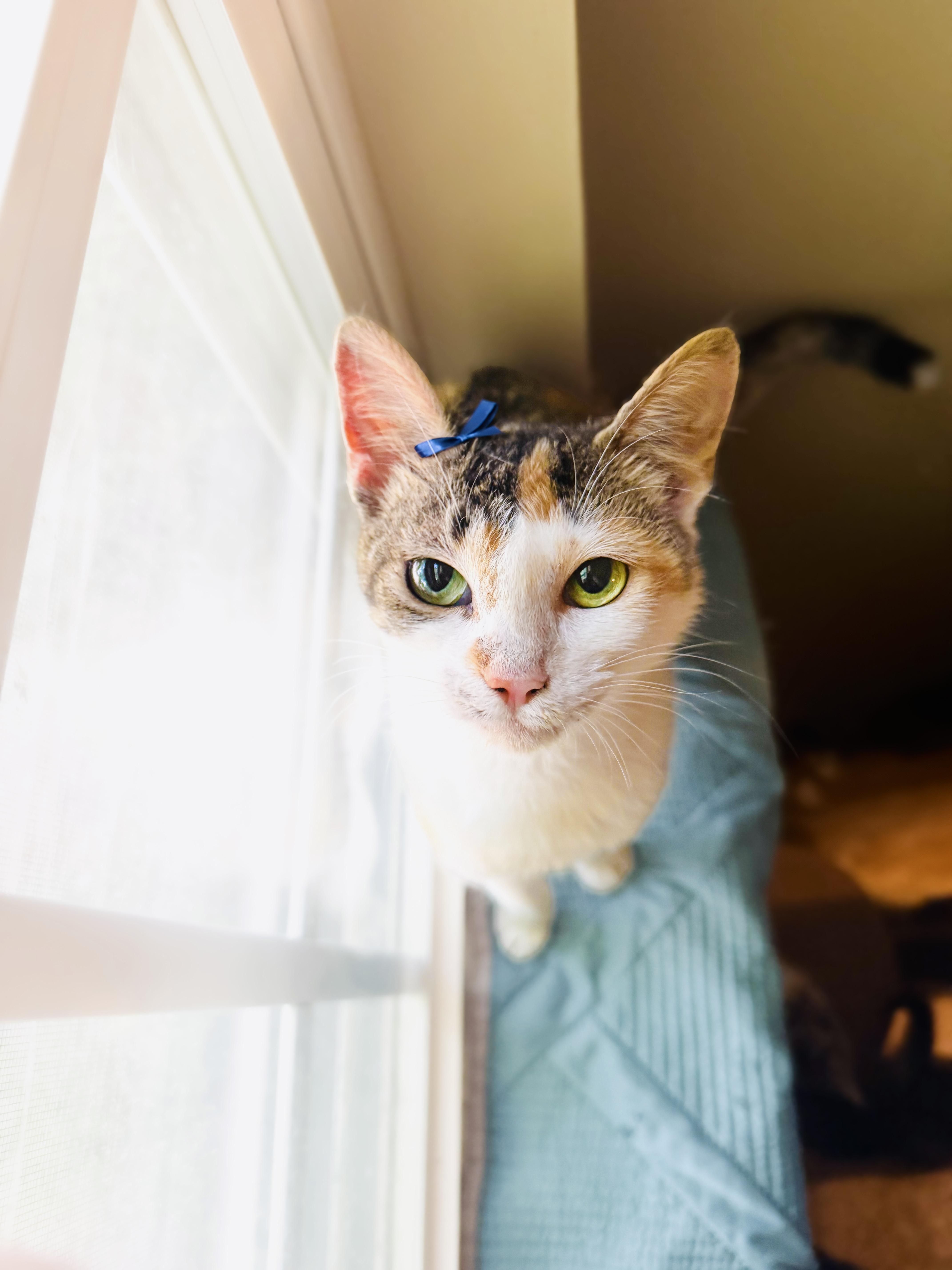 Zucchini, Adopted, Young Female Tabby & Calico.