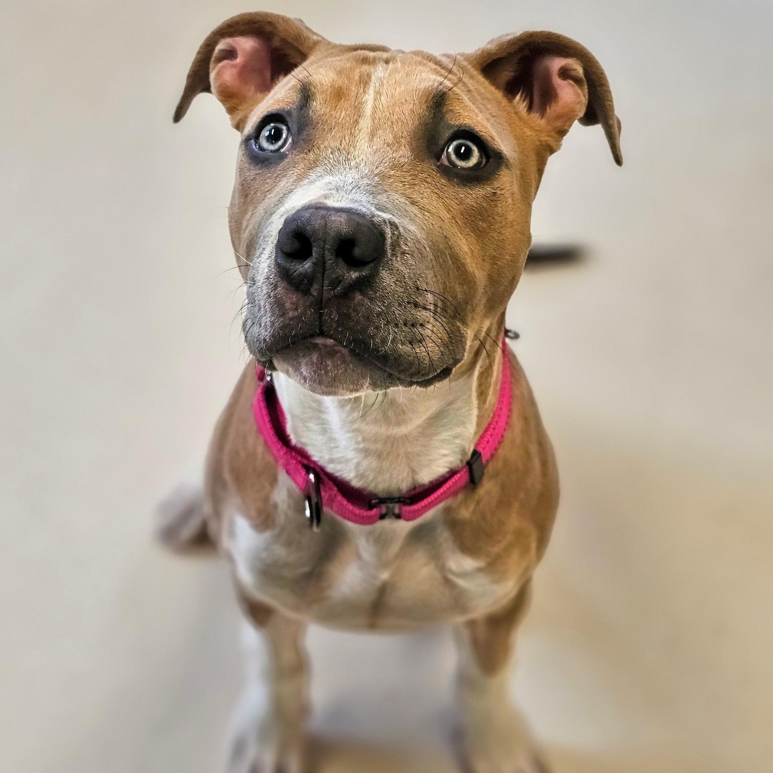 Enlarge Juno, an adopted mixed breed in Bridgeport, CA image 1/1